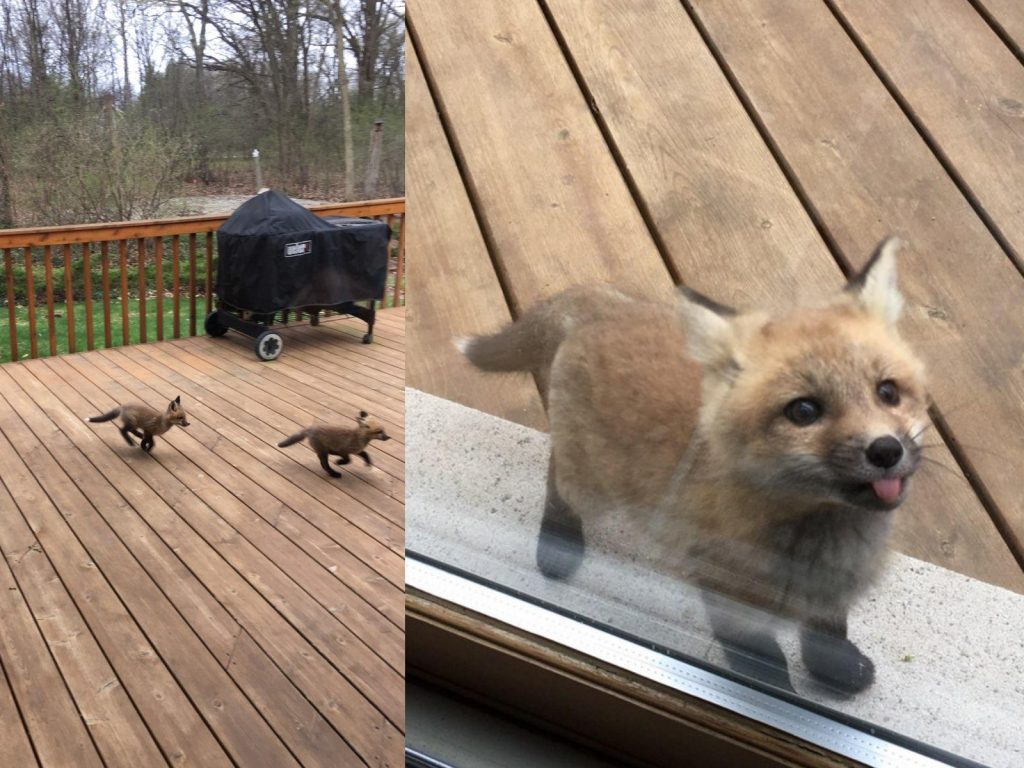 小萌狐竟然還帶了可愛小跟班一起來，兩個就這樣在院子裡四處奔馳，完全就是當自家遊樂場啦～ (圖/goodfullness) 