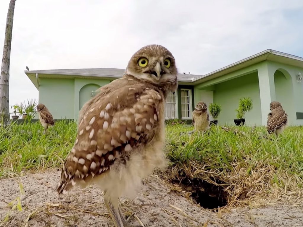 吼吼～我這樣有緣投吼～音樂下！ (圖/Youtube@GoPro) 