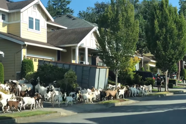 200隻山羊闖住宅區逛大街啃花草　牧羊犬竟然跟著落跑！