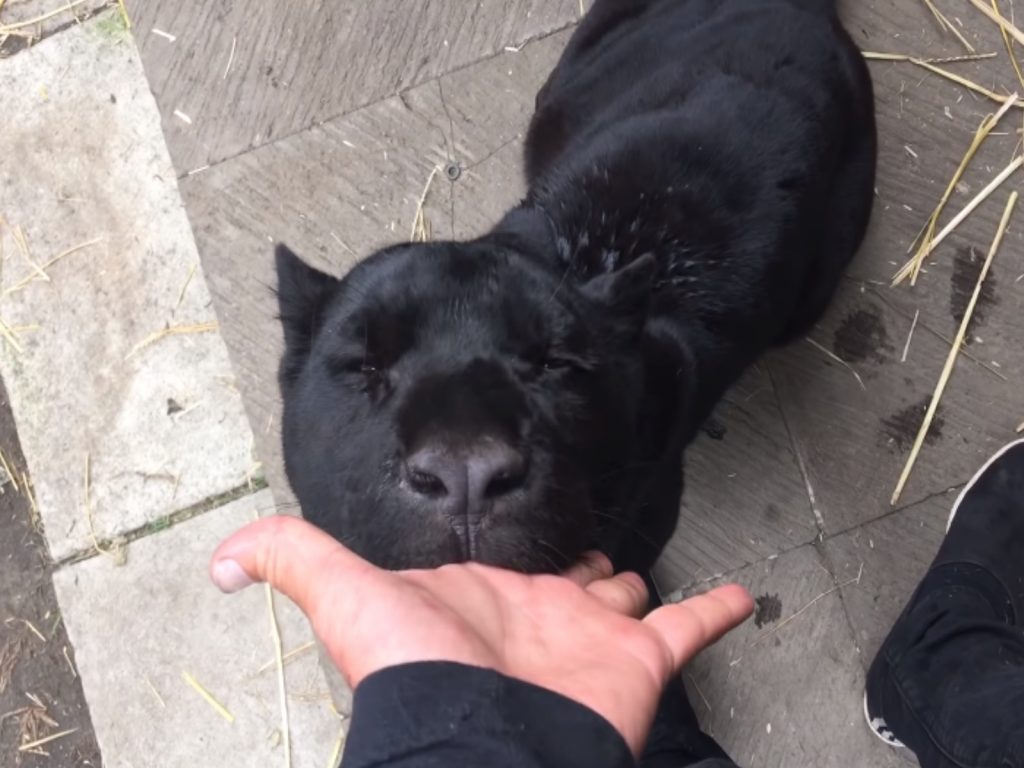 黑豹超愛吸吮照顧員的手手，表情很陶醉！（圖／翻攝自Youtube@Black Jaguar White Tiger）