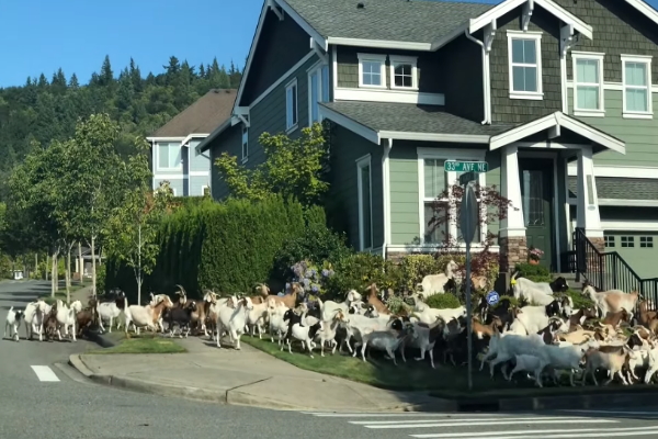 200隻山羊闖住宅區逛大街啃花草　牧羊犬竟然跟著落跑！