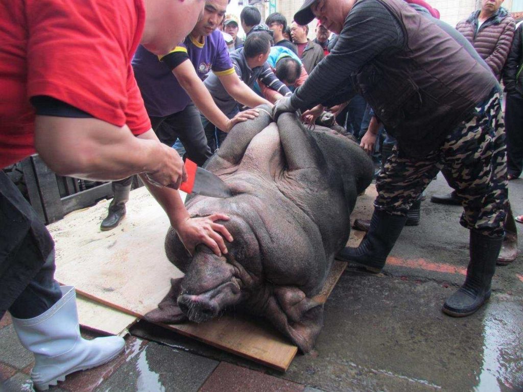 神豬宰殺過程是在清醒的狀態下，不只利刃刺入喉嚨時會感受到疼痛，從流血到死亡的過程必須經歷長達數十分鐘的痛苦 (圖/台灣動物社會研究會)