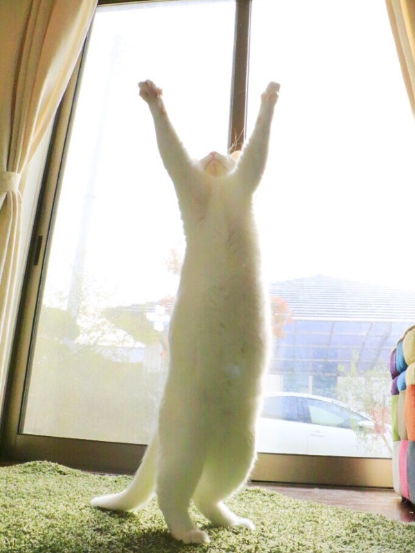 日本優雅白貓根本芭蕾巨星轉世 　一舞驚豔上萬人！