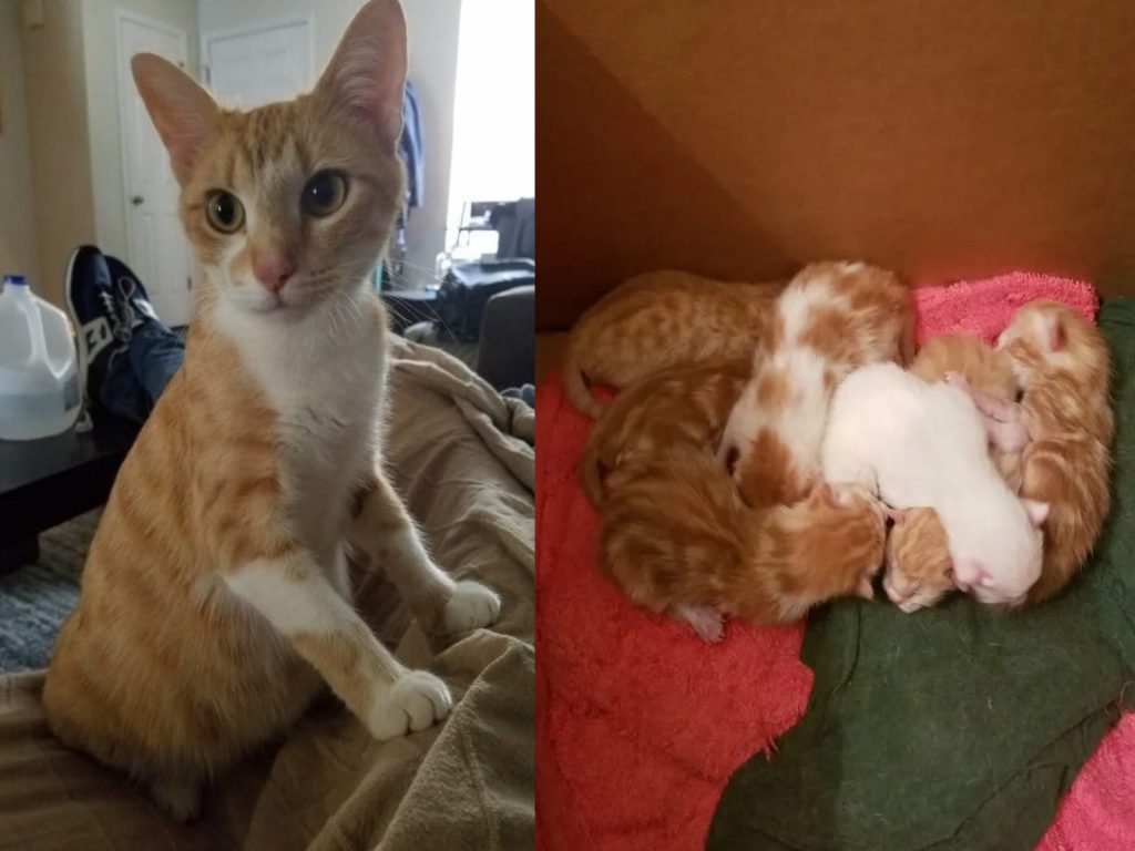 自來貓Boots強迫女子收編後生下七隻小奶貓（圖／Paws Planet）