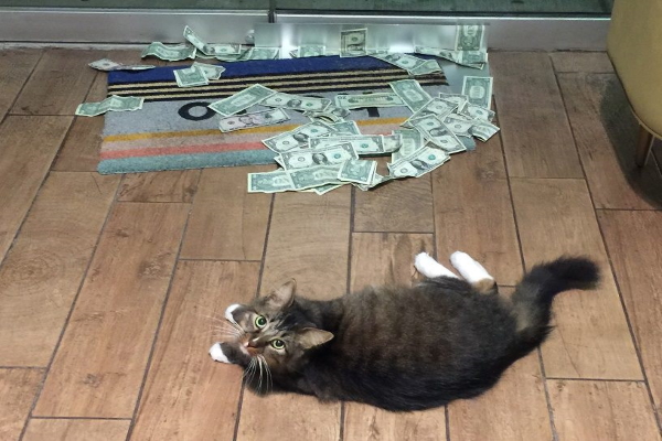 名副其實的招財貓！貓咪隔玻璃門賣萌　「搶」錢做公益！