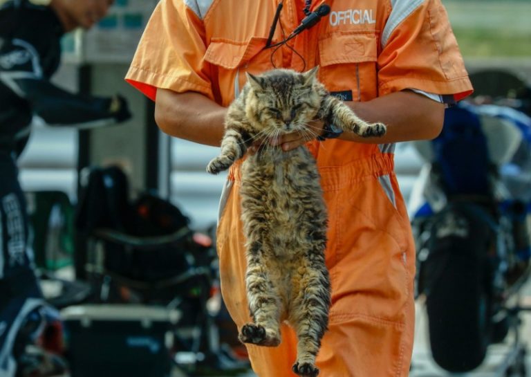 日本賽車場貓出沒　擋人做事被請出場網笑翻！
