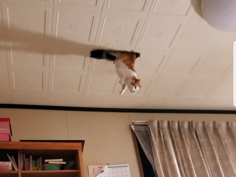 貓咪從天花板一洞口跳了下來，讓推主好緊張！（圖／twitter@tmgpn）