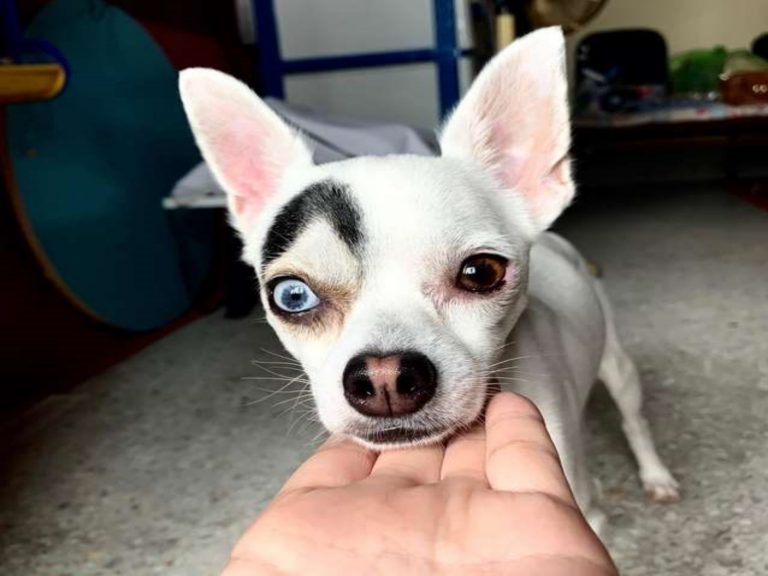 Lucky擁有一對異色瞳雙眼以及單邊粗眉！（圖／The Dodo）