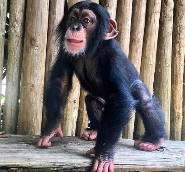 好想你們! 黑猩猩與人類養父母重聚 激動到抱緊緊