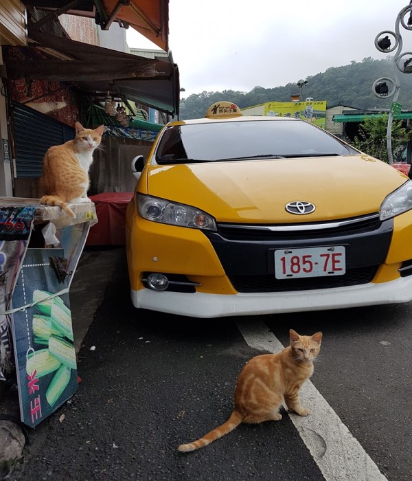 愛貓運將打造貓咪計程車　貓奴瘋狂：可以預約嗎！