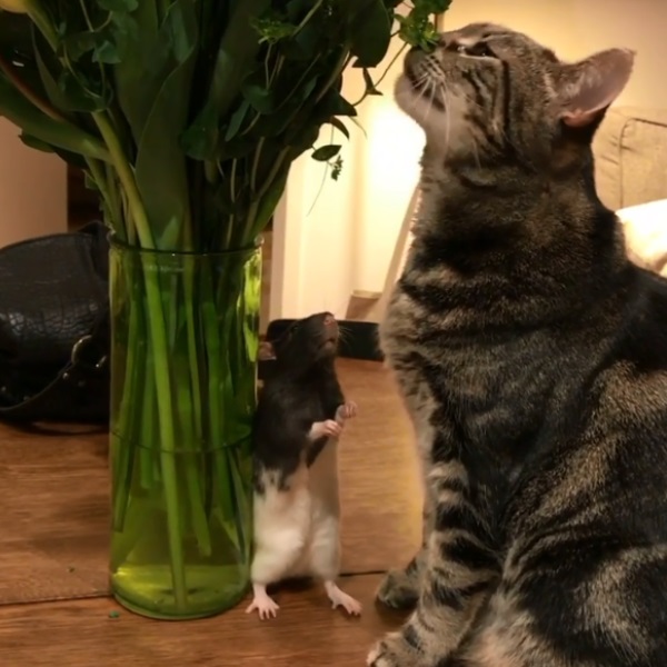 誰說是敵人！大貓小鼠超堅定友情　每天照三餐舔毛毛討抱抱