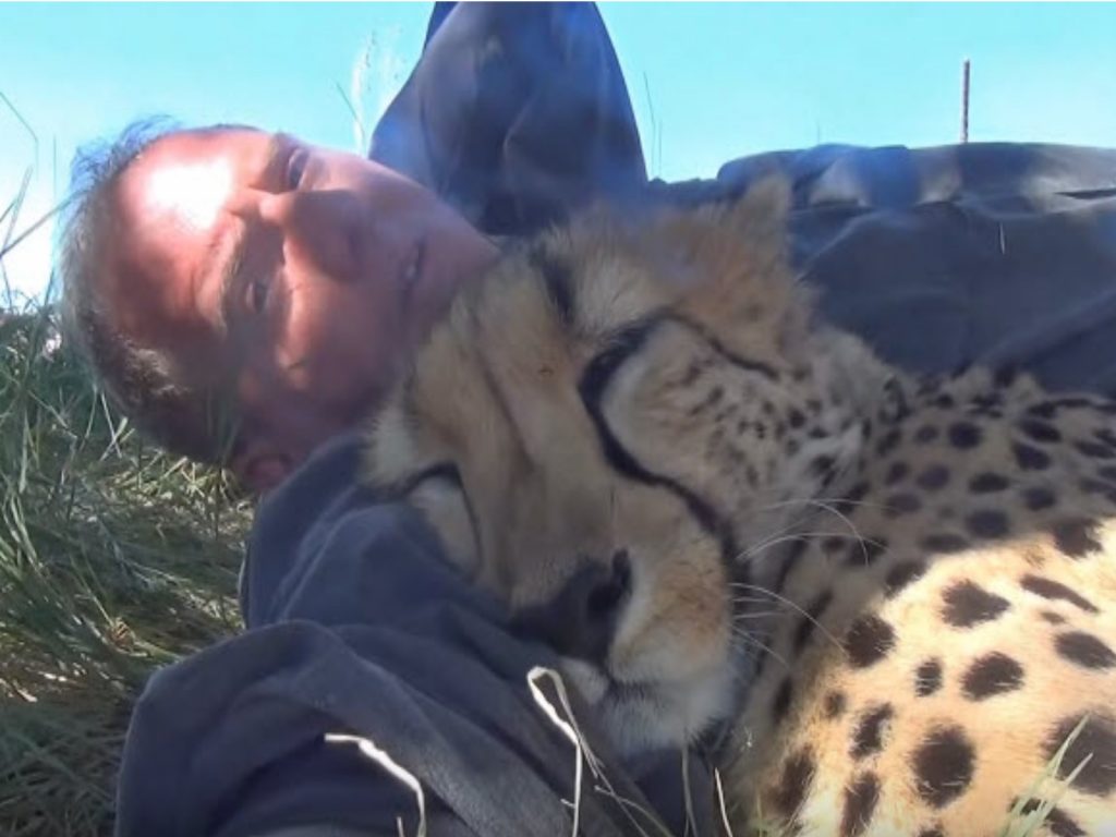 獵豹竟然跑來與攝影師一起午睡！（圖／翻攝自Youtube@Dolph C. Volker）
