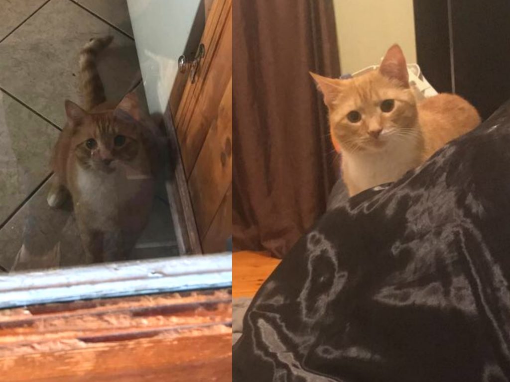 自從來到這個家，威爾伯不在意任何人就只關注馬麻的一舉一動，馬麻走到哪都要跟緊緊盯著她。(圖/imgur@theacaciasteph) 