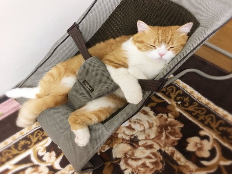 貓咪：這款搖椅很不錯，本喵有尬意！（圖／twitter@waoakira）