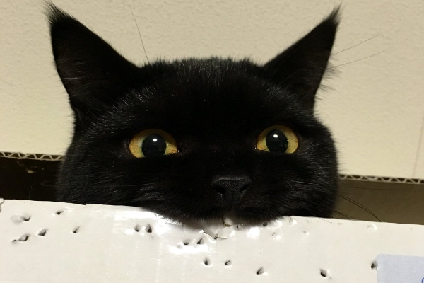 貓咪一天之內解體紙箱　網驚：你碎紙機嗎？