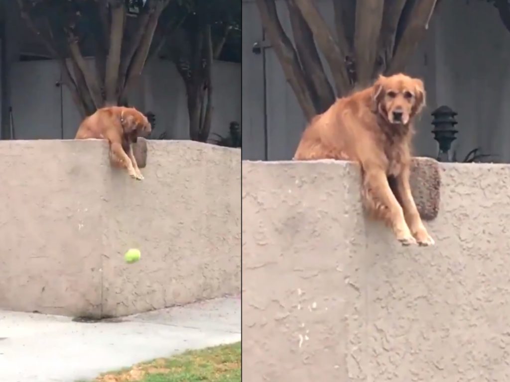 萊利從小就很努力站崗，因此累積了廣大粉絲！(圖/IG@itsrileysworld) 