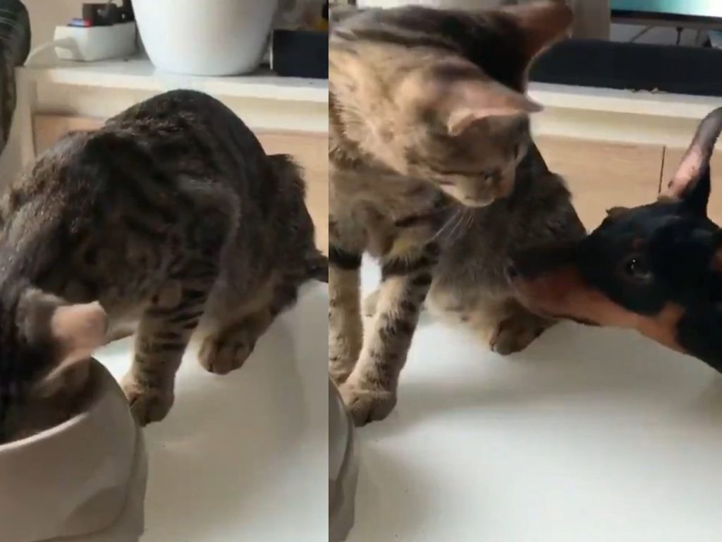 J個給你，朕很大方吧！ (圖/Twitter@mohu_Movie) 