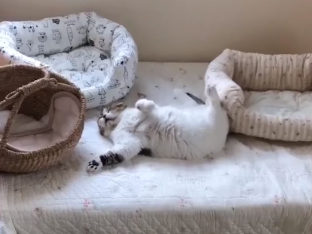 奴才準備好幾個貓窩貓籃，但主子偏偏就是不睡！（圖／twitter@akihimatandon）