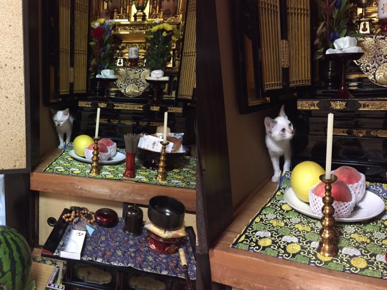 日本網友分享愛貓Nembutsu在盂蘭盆節時跑到佛壇後面睡大覺的窘事（圖／twitter@asanovskihal）