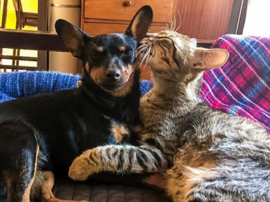 現在塔科跟德基拉每天都可以窩在一起睡搞搞啦～看起來真的好幸福啊～ (圖/IG@tnt_dog_and_cat) 