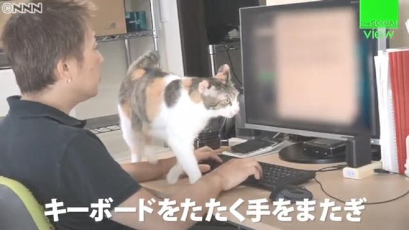 日本公司發放養貓補貼打造友善環境　讓員工邊擼貓邊上班！