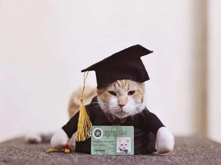 橘白貓Archer因為太愛吃，讓學校提前為牠舉行畢業典禮（圖／inquirer.net）