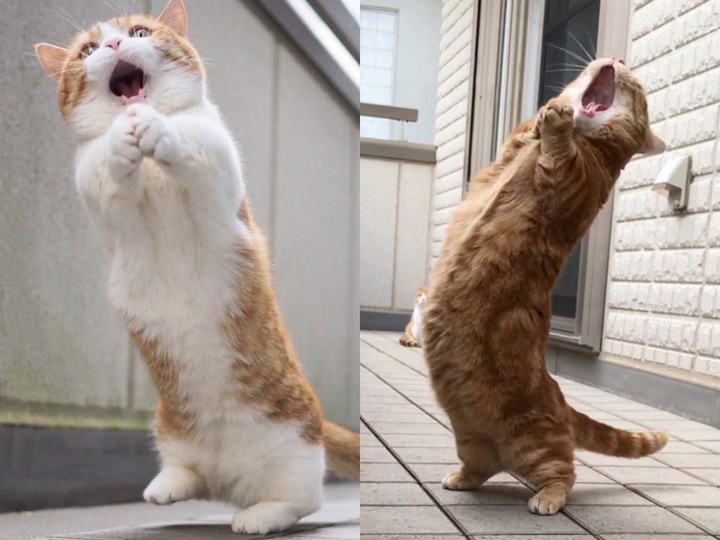 我來為大家高歌一曲，希望大家喜歡～ (圖/IG@amaccho5160) 