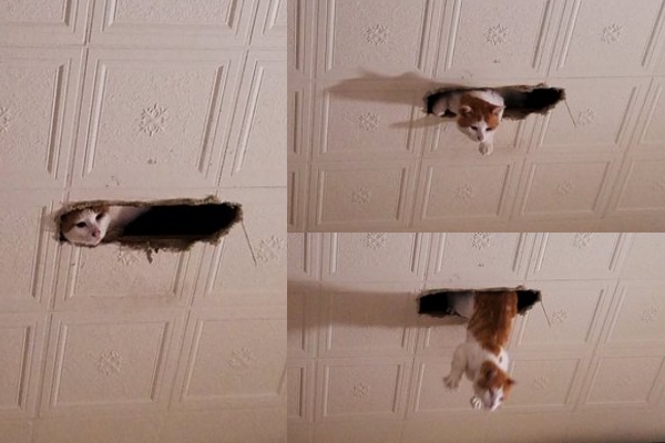 貓咪從天花板跳下來　莫非那裏是異次元空間？