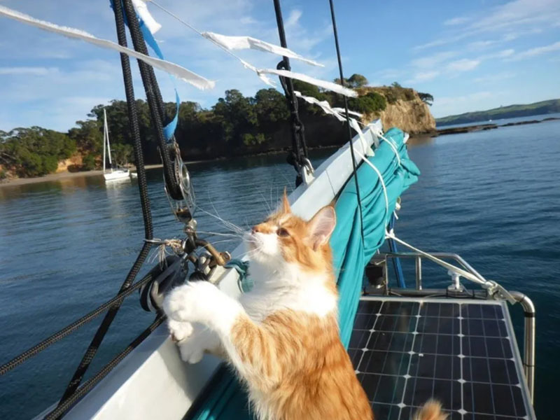 我是你的耳！緬因貓成失聰主人副手　一同實現航海旅行夢 