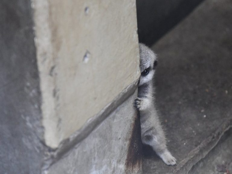 你是角落生物？日本攝影師捕獲害羞小狐獴　萌殺眾網友！
