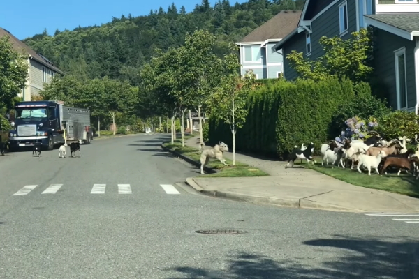 200隻山羊闖住宅區逛大街啃花草　牧羊犬竟然跟著落跑！