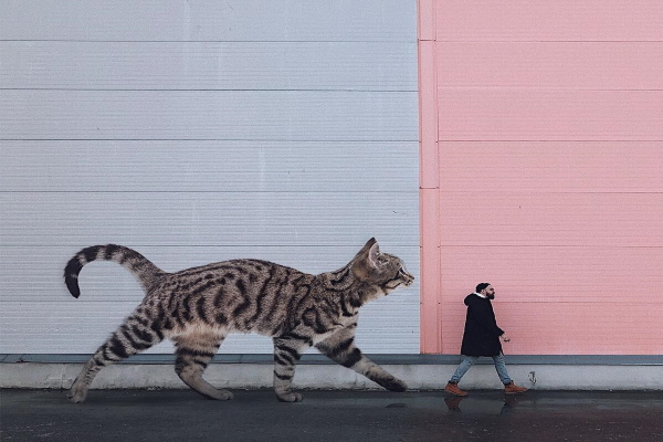 搞「大」了！藝術家將貓咪變大　意外勾出都市人內心孤寂