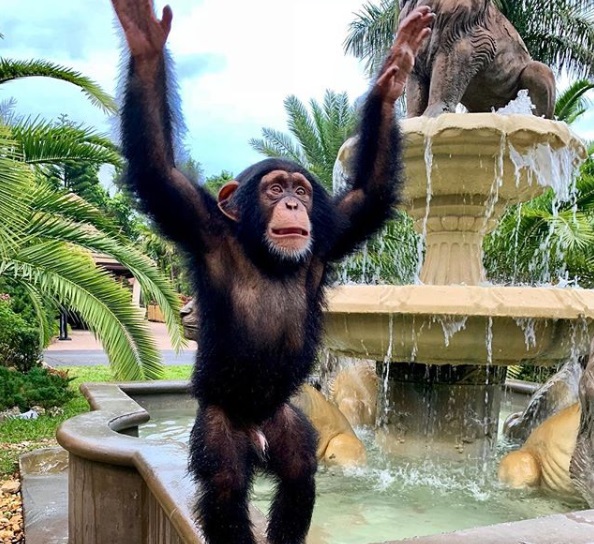 好想你們！　黑猩猩與人類養父母重聚　激動到抱緊緊