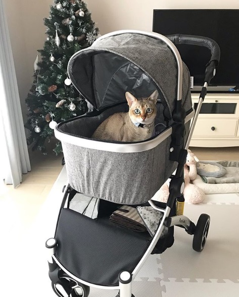 貓咪愛上等身大娃娃　走到哪都要叼著模樣萌翻天！