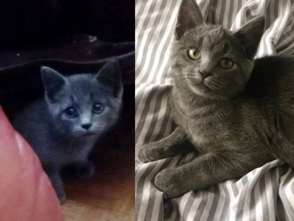 奧利歐在門前吃飽喝足後，竟然就這麼踏進家門了！ (圖/Thuy) 