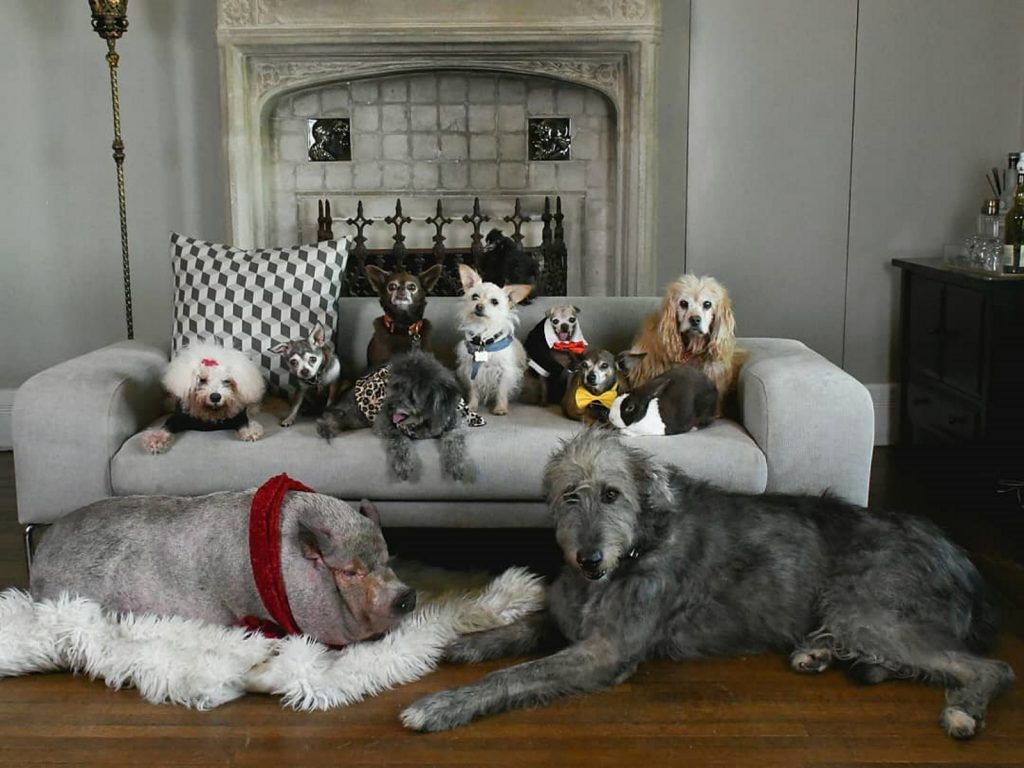 這些高齡狗狗都是史帝夫從收容所領養回來的寶貝（圖／IG@wolfgang2242）
