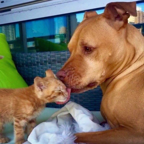 貓癡比特犬想養貓咪　主人竟為牠找到同色小喵作伴！