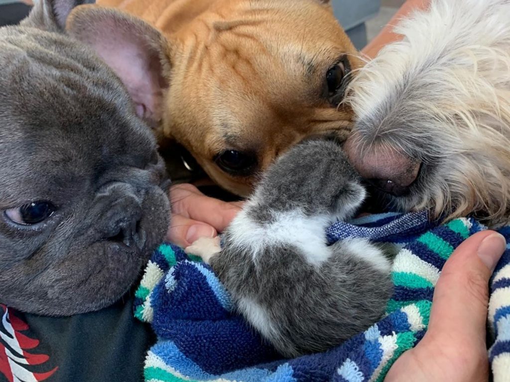 小褲褲雖然剛出生就沒有貓媽媽的陪伴，但是牠擁有超強的求生意志力，每每讓貝絲感到驚奇！ (圖/IG@mr_tiny_pants) 