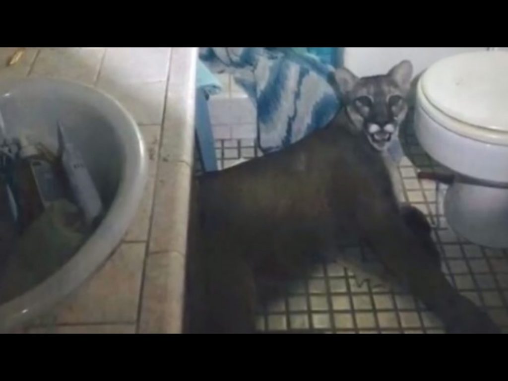 美洲獅的尾巴一度非常靠近愛德華，他還用手揮了揮美洲獅的尾巴，才發現這隻「貓」好像不太一樣？！ (圖/Facebook@Tuolumne County Sheriff’s Office) 