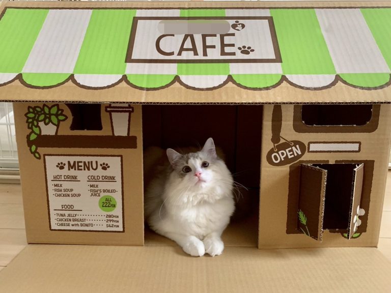 貓盆紙箱竟變身咖啡廳引起奴才搶購　貓咪老闆：人客快來！
