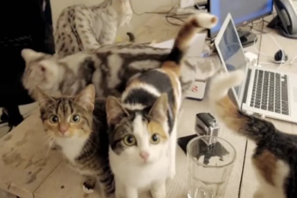 荷蘭員工每天被貓同事採鍵盤干擾工作　竟還能提升工作效率！