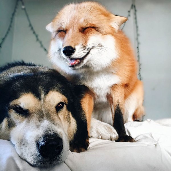 愛笑狐狸迷上狗狗同伴　認為自己也是汪星人！
