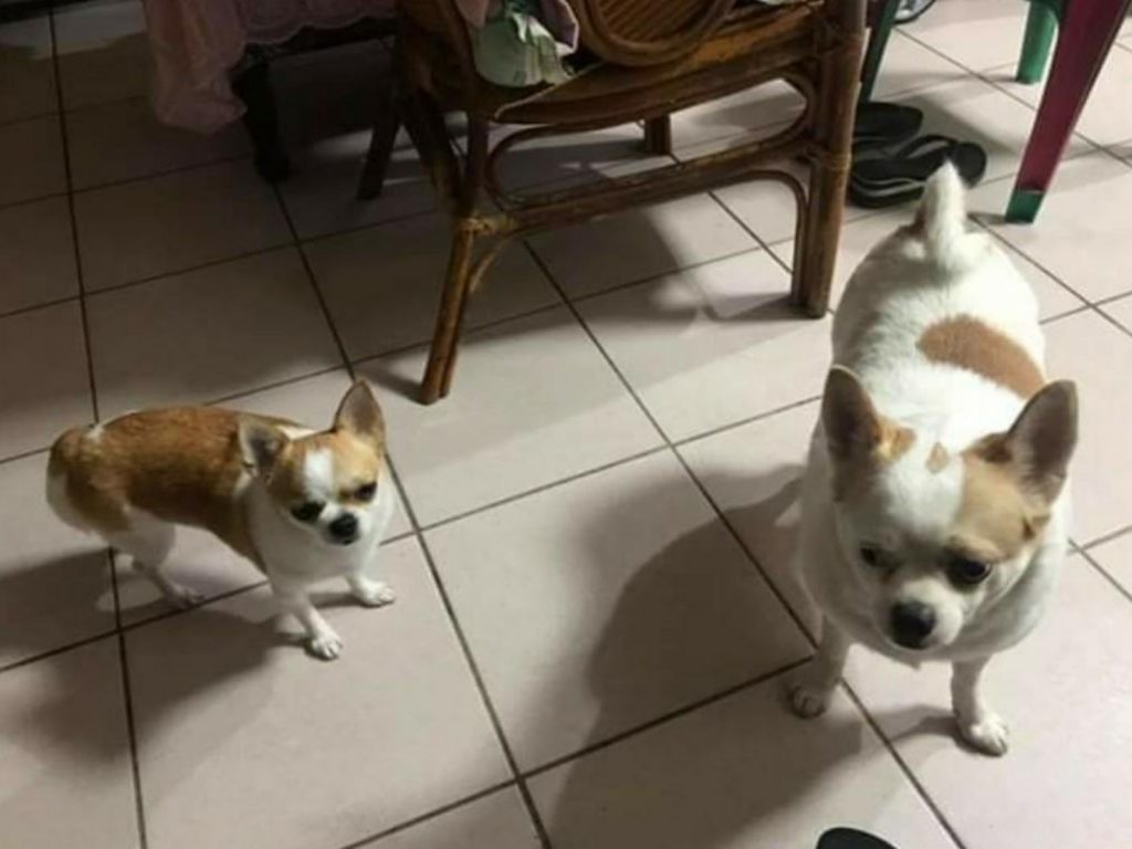 謝妃妃在貼文上表示：「同一胎兄妹，左邊妹妹是姑姑養出來的正常吉娃娃，右邊哥哥是阿嬤養出來的變米克斯的吉娃娃……」(圖/Facebook@謝妃妃) 