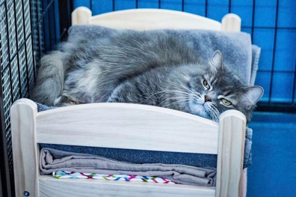 連鎖傢俱捐贈娃娃床給收容所　溫暖貓咪也增加領養率！