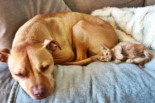 貓癡比特犬想養貓咪　主人竟為牠找到同色小喵作伴！