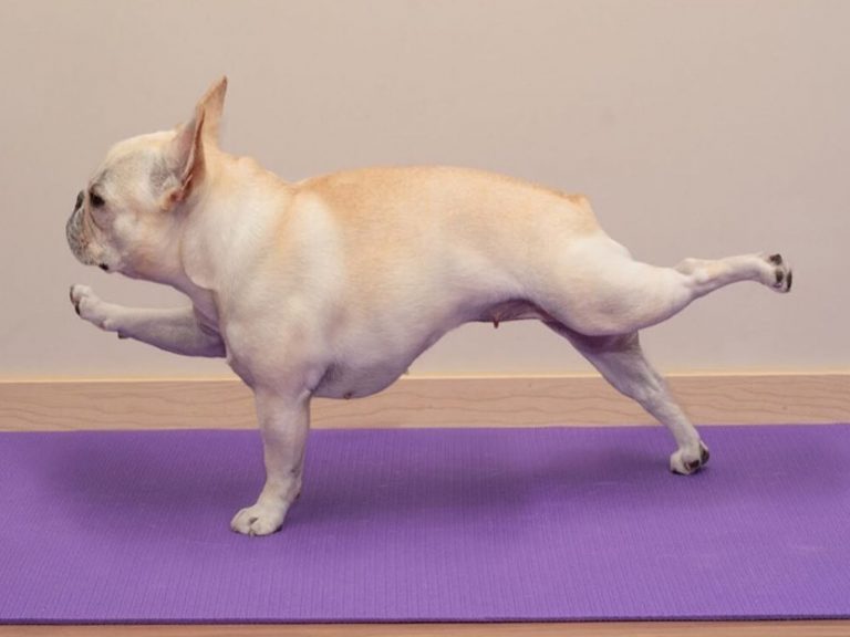 法鬥犬Bitty能完成標準的瑜珈動作（圖／IG@le_bits）