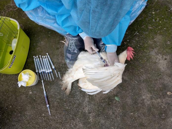 全國首例鵪鶉染禽流感　嘉義縣嚴加處理、防疫中
