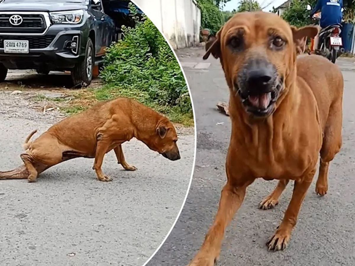 加埃平時為了吸引路人的注意，會故意將左後腿拖在地上走，就像是腿瘸了無法正常行走。(圖/Youtube@Viral Press)