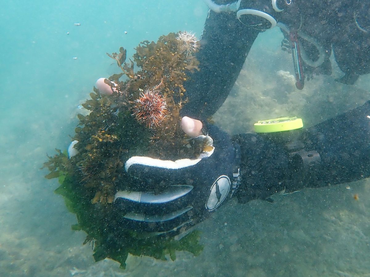 ▲澎湖海洋志工隊在烏崁保或趨進行海洋資源的調查，結果發現兩天前放流的15000顆小小海膽竟然無故「搞失蹤」。（圖／澎縣府提供，2019.09.02）