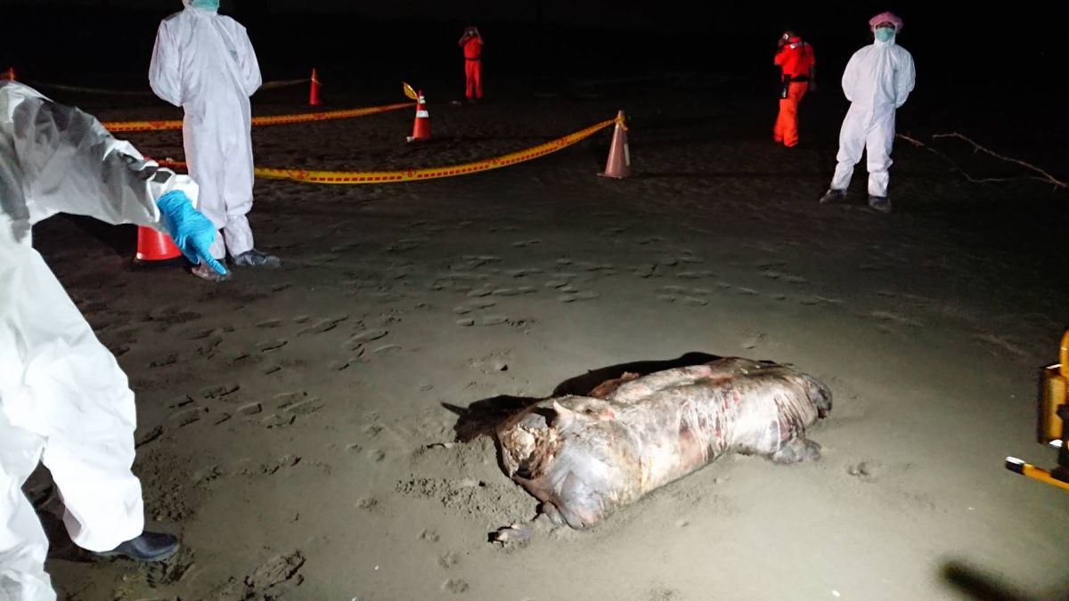 ▲台南市動保處於北門區急水溪出海口南岸海灘發現一死豬，立刻派員赴現場處理。（圖／台南市動保處提供）